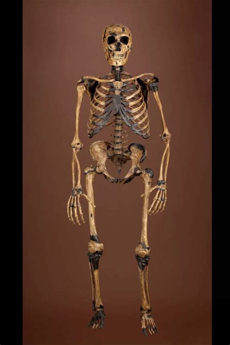 Neanderthal Composite Skeleton | The Smithsonian Institution's Human ...