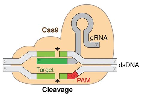 CRISPR/Cas9—facts, prospects, and ethical concerns - Journal of ...