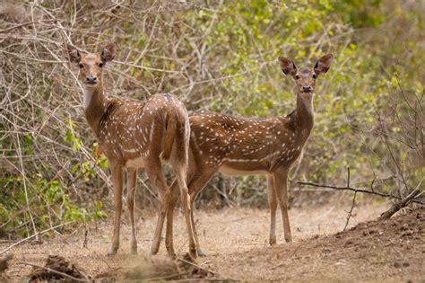 Chital – The Indian Spotted Deer