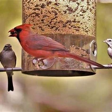 Why do birds like eating seeds? - DIY Seattle