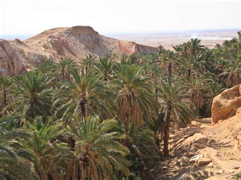 Explore the Enchanting Chbeika Oasis in South Tunisia - WildyNess