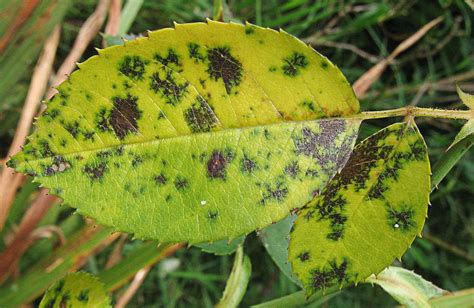 With abundant rains, watch for wet weather diseases