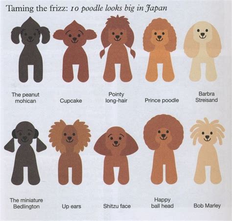 Japanese Grooming | Toy poodle haircut, Poodle puppy, Dog grooming