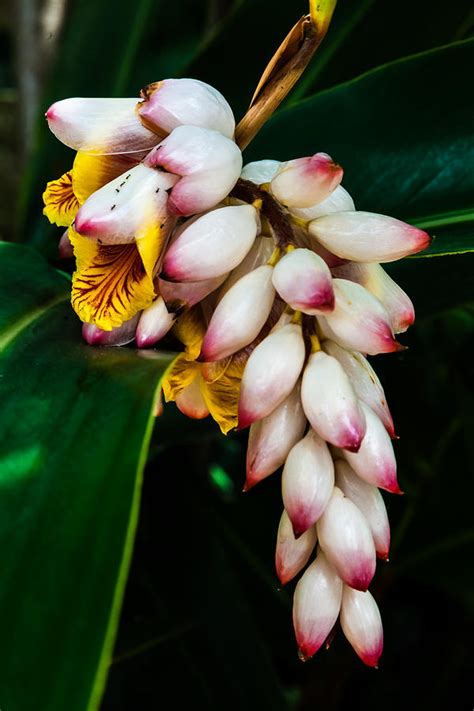 white Ginger flowers Photograph by Craig Lapsley - Fine Art America