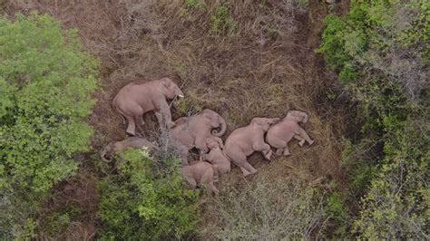 Migrating elephant herd leave one behind in China