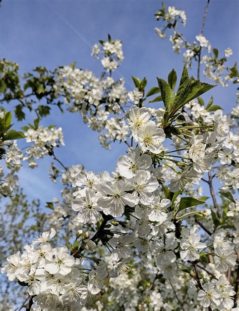 Prunus cerasus - Trees and Shrubs Online