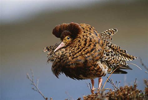 Ruff | Bird Identification Guide | Bird Spot