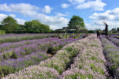 Norfolk Lavender - Wells Guide