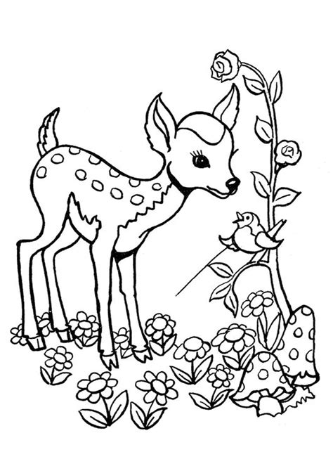 Deer coloring pages – Artofit