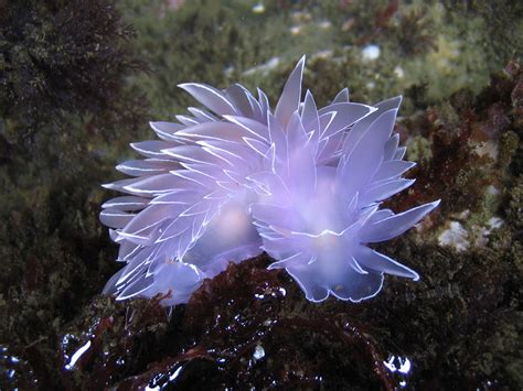 51 Sea Slugs That Prove Aliens Already Live On Planet Earth | Bored Panda