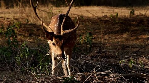 Spotted Deer with Antlers image - Free stock photo - Public Domain ...