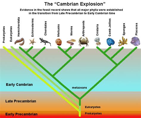 Cambrian Time Period Timeline