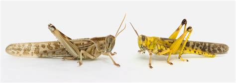 How Locusts Learn to Be Part of a Swarm | WIRED