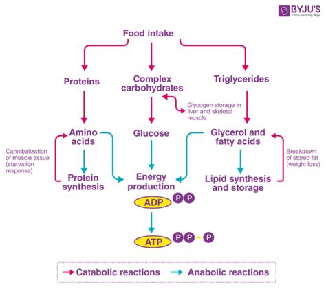 The First Steps of Catabolism Generally Take Place in the