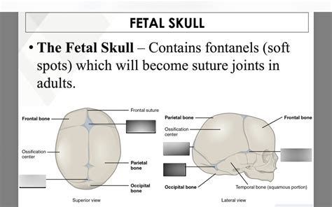 Fontanelles of the Fetal Skull Diagram | Quizlet