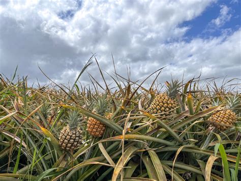 Maui Pineapple Farm Tour | ubicaciondepersonas.cdmx.gob.mx