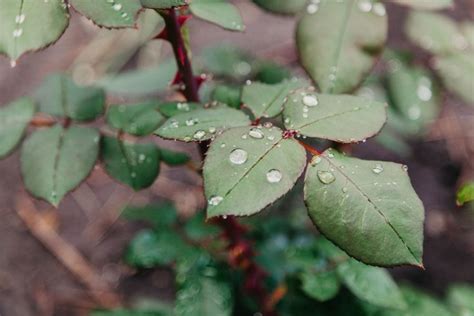 How Often to Water Roses (Plus Common Watering Mistakes) - The ...