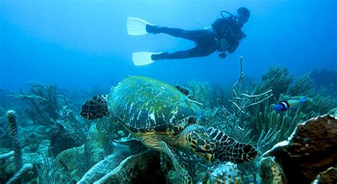 10 Of The Best Places To Snorkel In The Caribbean