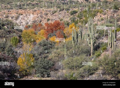 Hiking in Catalina State Park, Arizona.x Stock Photo - Alamy