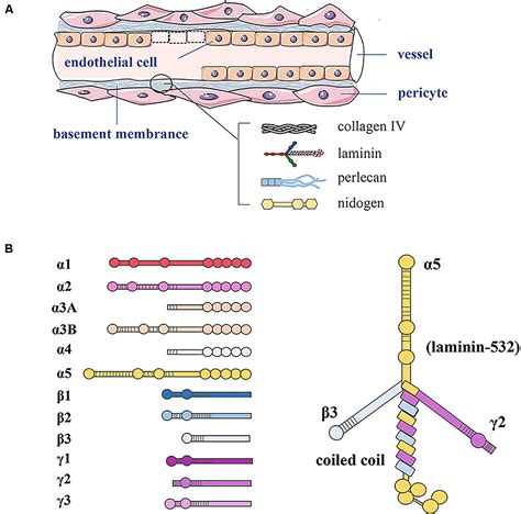 Frontiers | Laminins Regulate Placentation and Pre-eclampsia: Focus on ...