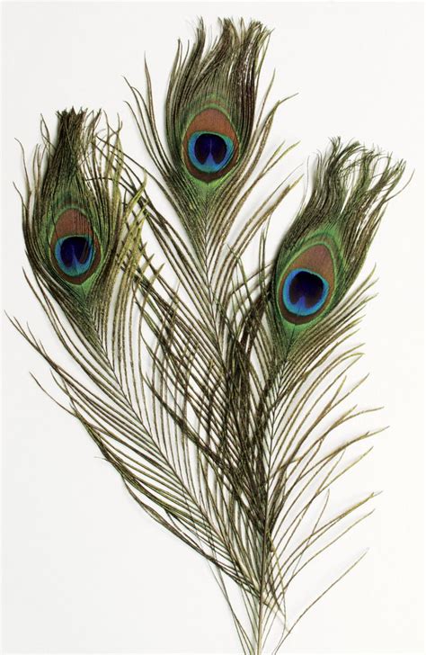 peacock feathers... | Feather drawing, Peacock feather art, Peacock