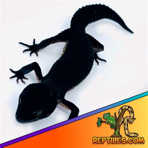 black night leopard for sale | baby black knight leopard geckos