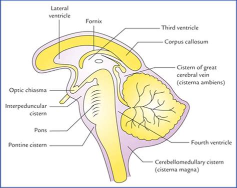 Basal Cistern Anatomy