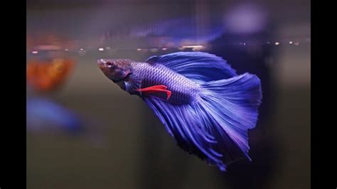 HOW TO: Care for Betta Fish – HousePetsCare.com