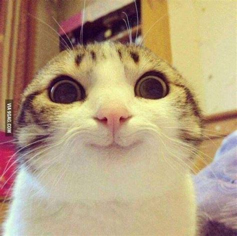 Gato sorrindo | Cat memes, Funny cat pictures, Cute funny animals