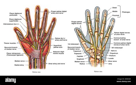 Hand Anatomy Palmar View