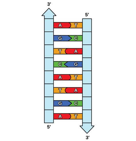 9.2 DNA Replication – Concepts of Biology-1st Canadian Edition Molnar Class