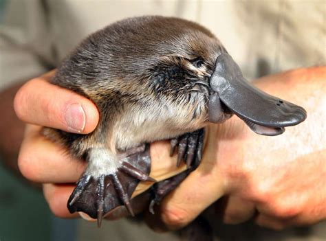 21 Animals You Rarely See As Babies | Baby platypus, Platypus, Cute ...