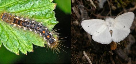 SCORES & OUTDOORS: My encounter with brown-tail moth caterpillar not a ...