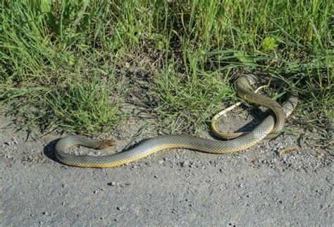 Two-metre-long snake is breeding in UK is living in attics and walls ...