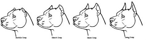 Pitbull Ear Cropping Styles Chart