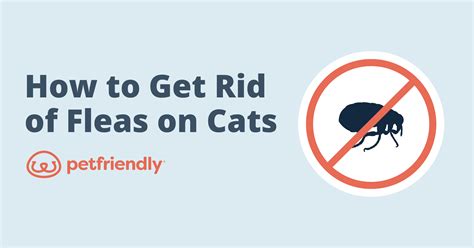 Cat Flea Bites: How to Get Rid of Fleas on Cats