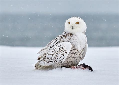 30 Snowy Owl Facts About The Most Intriguing Owl Species