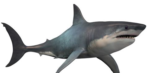 Blue Shark Png Images (Transparent Hd Photo Clipart)