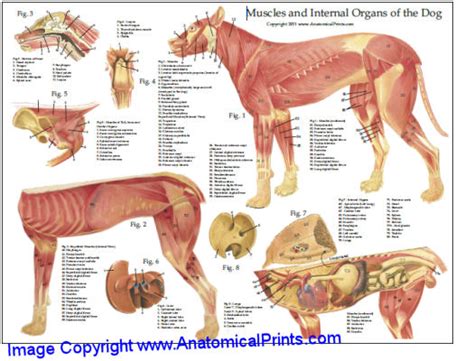 Dog Muscular Anatomy Chart 8 x 11