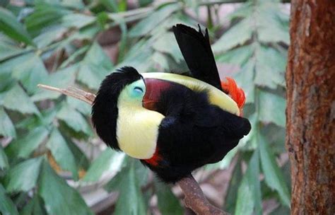 toucan sleeping | Sleeping animals, Toucans, Weird birds