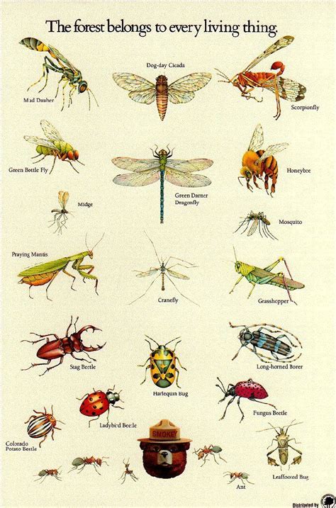 Pin by Marilyn Miller on Animals in 2020 | Insect activities, Insects ...