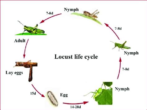 Life Cycle Of Locust