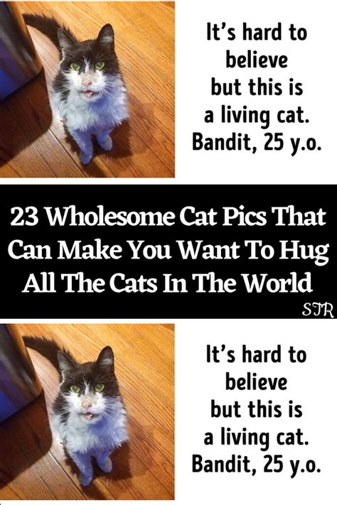 23 wholesome cat pics that can make you want to hug all the cats in the ...