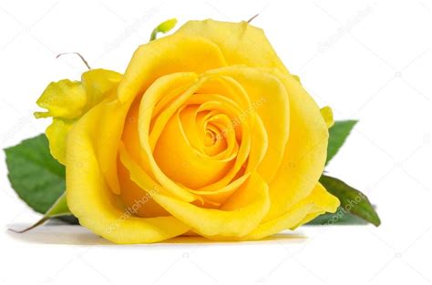 Yellow rose isolated on white background — Stock Photo © Soyka564 #97038012