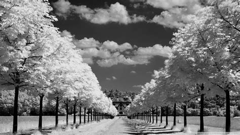 Trees Along The Road Black And White Ultra HD Desktop Background ...