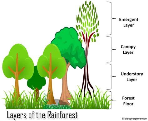 Layers of the Rainforest | Rainforest Animals | Biology Explorer