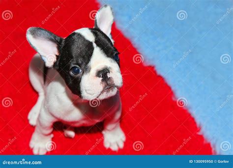 Baby funny french bulldog stock photo. Image of beautiful - 130095950