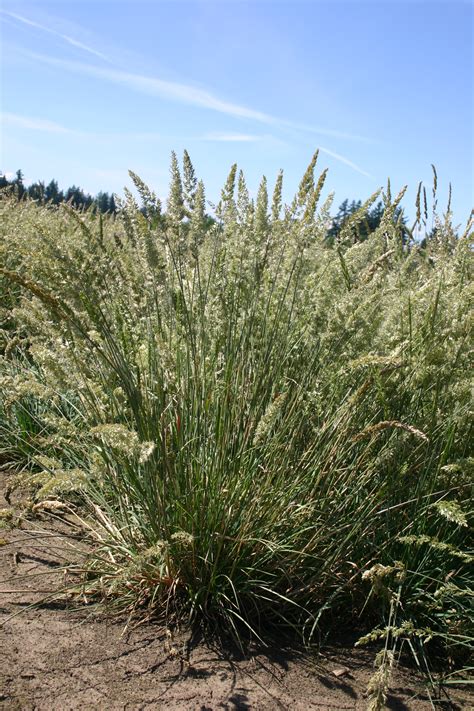 Silver Falls Seed Company - Junegrass - Prairie