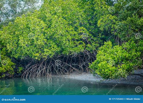 Sea Backwater With Mangrove Forests And Bright Sky Stock Photography ...