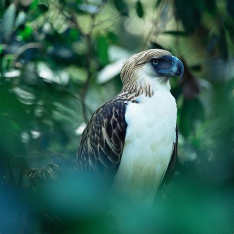 Philippine Eagle Hunting Monkey